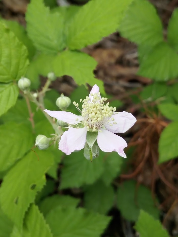 NãoMeCansoDisto_flores.jpg NãoMeCansoDisto_flores.jpg