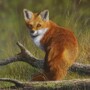 red fox.jpg