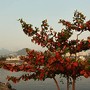 Amendoeira colore de vermelho e verde a vista da B