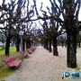 Árvores sem folhas no parque verde do Mondego