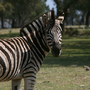 zebra1.jpg