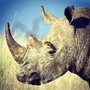 Rino.JPG