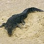 saltwater-crocodile_696_600x450.jpg