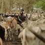 Mulher dinka entre o gado, Sudão do Sul
