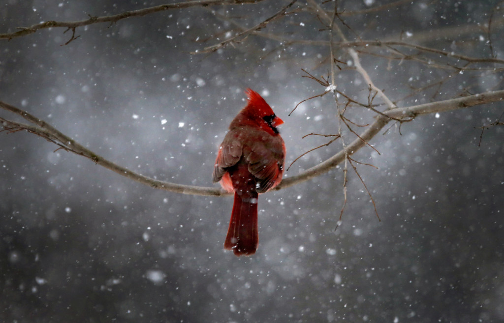 Cardeal do Norte à neve em Nova Iorque, EUA