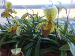 DSCF4310.JPG