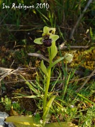 Ophrys bombyliflora