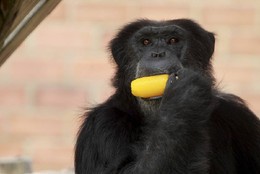 Zool&oacute;gico do Rio - Devido ao forte calpr macaco g