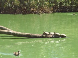 Viajando num tronco.JPG