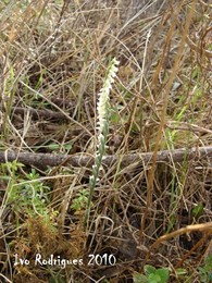 Spiranthes spiralis