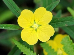 amarelo.jpg