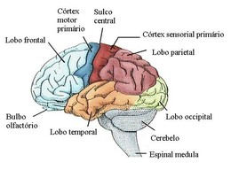 cerebro2.JPG